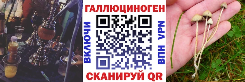 Купить  Ковдор  Псилоцибиновые грибы Cubensis 